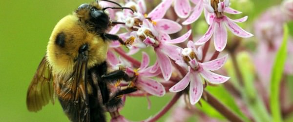 22 Fruits, Flowers and Herbs to Attract More Bees to Your Farm
