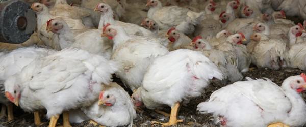 Is Perdue Actually Giving Chickens What They Want?