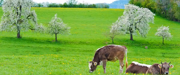 3 Reasons To Graze With Care This Spring