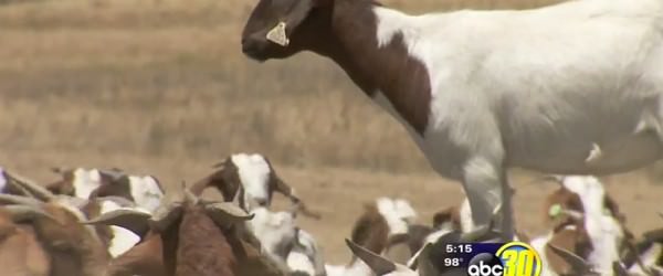 Goats Called In To Help Control Wildfires