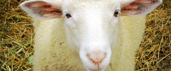 5 Sheep Surprises Proven By Science