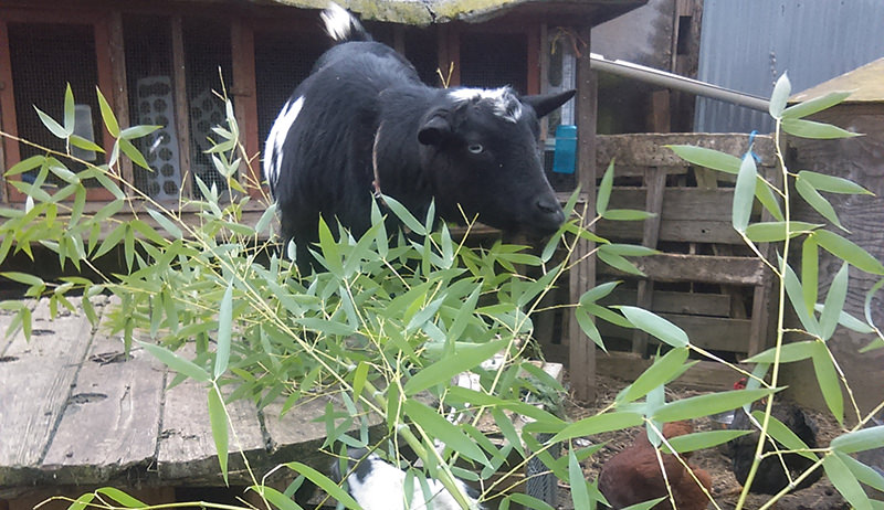 goats browsing