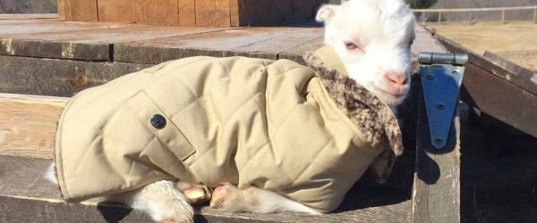 Goat Looks Stylish In New Coat, Becomes Face Of Farm Fashion