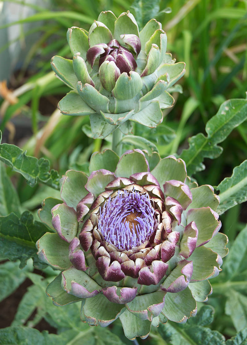 artichokes