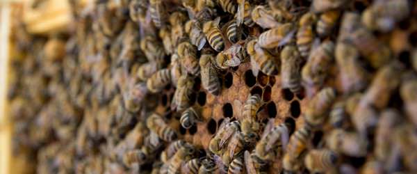 The Crucial Role Of Nurse Bees