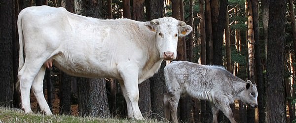 About Livestock Farming