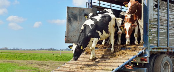 7 Tips For Transporting Animals Safely