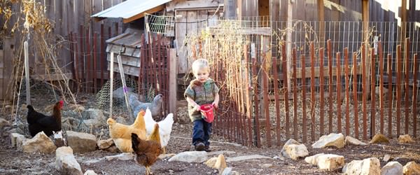 6 Gentle Chicken Breeds For Families