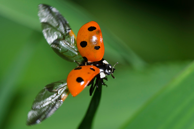 ladybird beetle