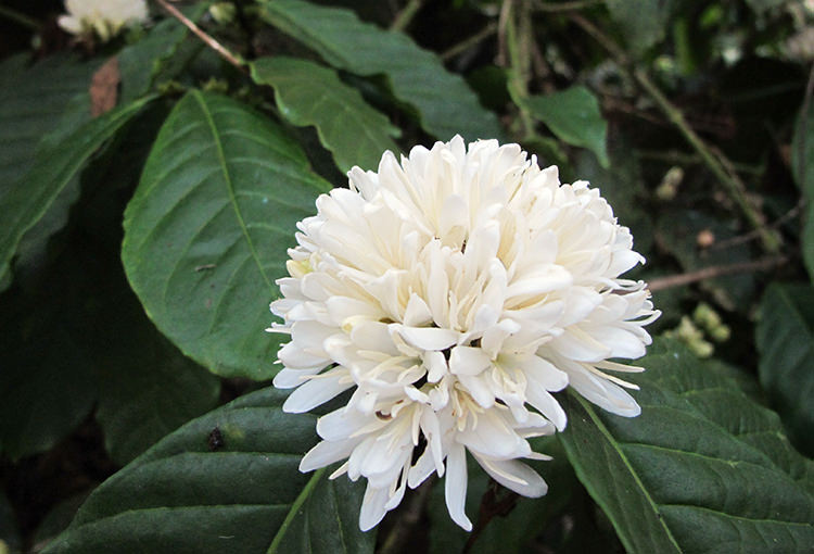 coffee flower