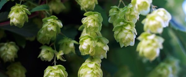 Growing Hops For Profit