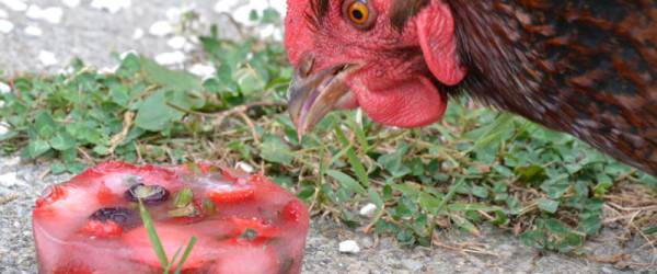 3 Ways To Help Chickens Beat The Heat