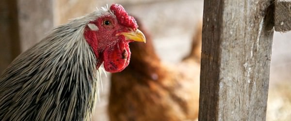 7 Summer Safety Tips For Your Flock