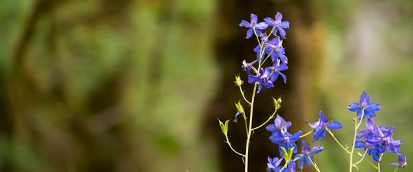 Your Flowers Don’t Need You To Arrange Them—They Can Do It Themselves