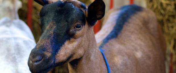For Hardy Dairy Goats, Look To The Swiss Alps