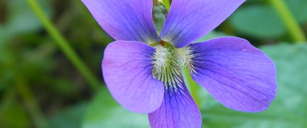 Things For Kids To Do With Violets