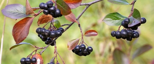Aronia Berry: A Native Superfood for Thanksgiving