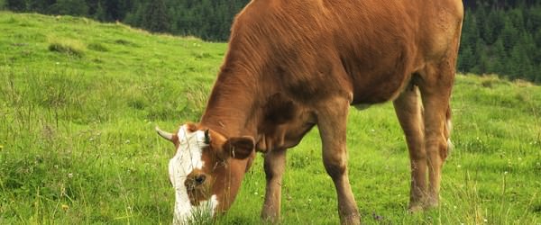 Why Small Farms Should Care About Animal Nutrition