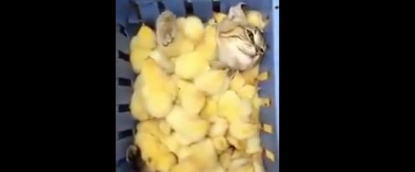 This Gives A New Meaning To Feather Duvet