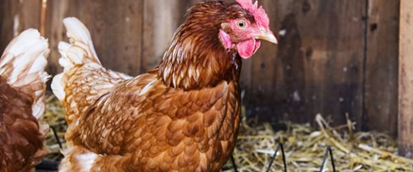 5 Ways to Make Coop-Cleaning Easier