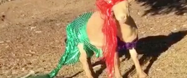 These Goats And Sheep Know How To Rock Halloween Costumes