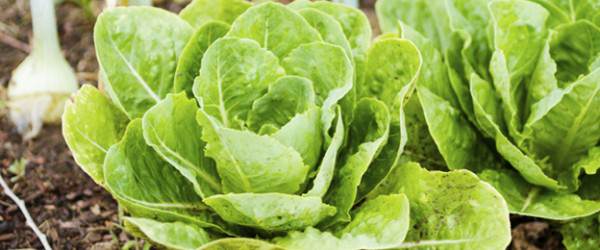 5 Cues to Take from Urban Farms