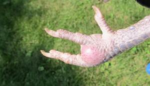 Bumblefoot is a disease in chickens characterized by a puss-filled abscess on the foot caused by a bacterial infection.