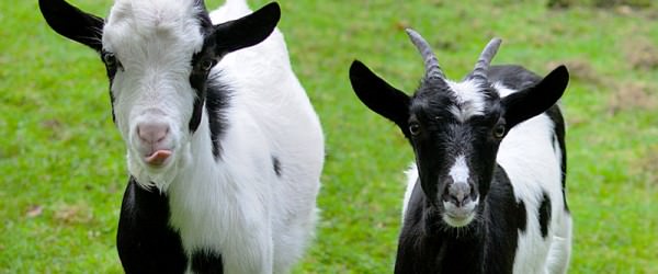 Protect Your Goats From CAE