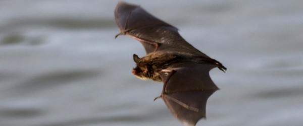 Ask Martok: Preventing White-nose Syndrome