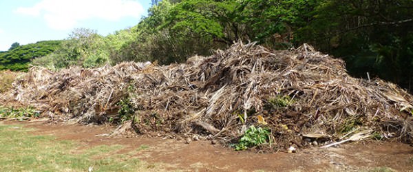 Carcass Disposal Option: Composting