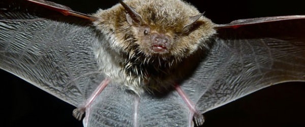 How to Build a Single-chamber Bat House