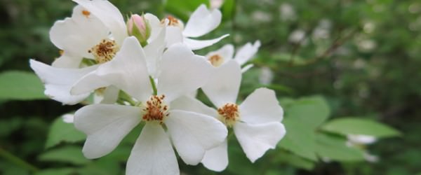 Multiflora Rose: Invasive Weed (and Yummy Treat)