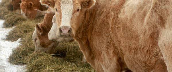 Calculate Winter Forage Needs