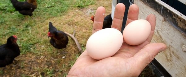 The Egg Waiting Game