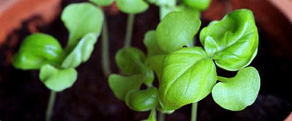 How to Start Seeds Indoors