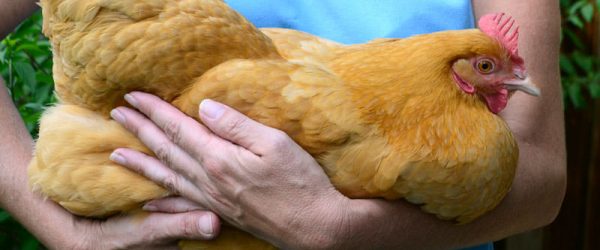 4 Steps to Preventing Chicken Obesity