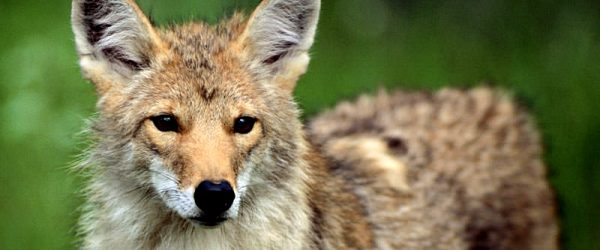 Live Harmoniously with Coyotes