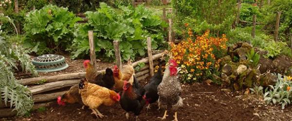 Permaculture Chicken Keeping