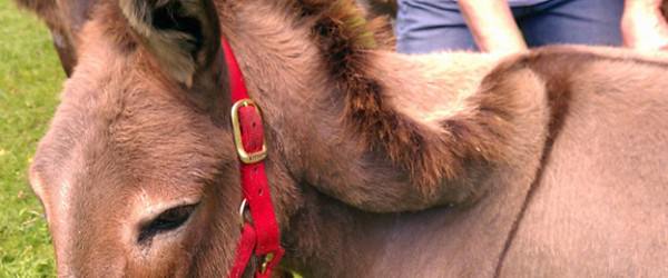 My Donkey Has a Broken Crest—What Should I Do?