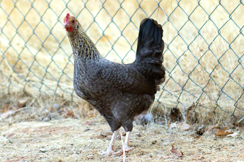 penedesenca chicken colored eggs