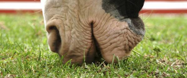 7 Common Poisons that Could be Hurting Your Livestock