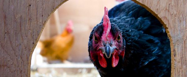 6 Pests That Wreak Havoc on Coops & How to Banish Them Naturally
