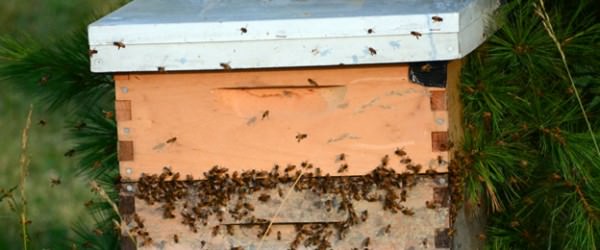 4 Ways to Keep Bees More Naturally
