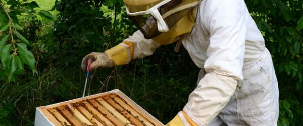 4 Ways You Could Be Hurting Your Bees Without Knowing It