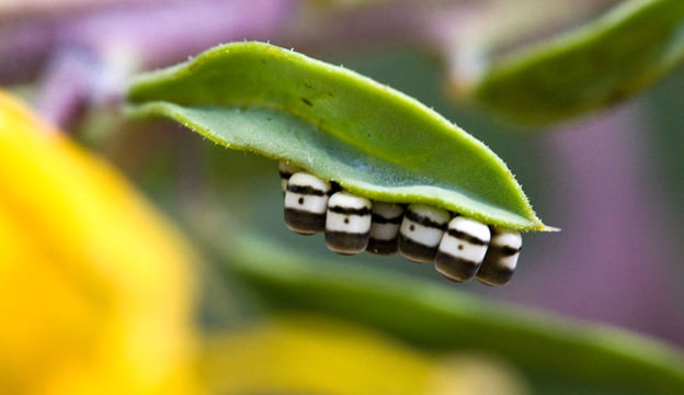 harlequin bugs