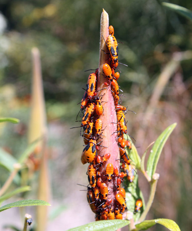 milkweed bugs