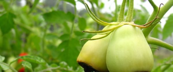 Beginning Farmers’ Guide to Preventing Blossom End Rot