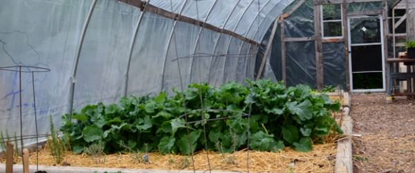 7 Market Crops You Can Grow in a Greenhouse