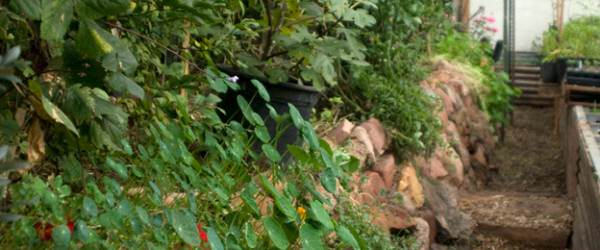 6 Unique Features of Permaculture Greenhouses