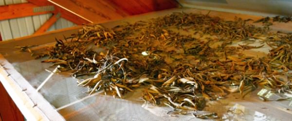 Outfit Your Barn with an Herb-Drying Station